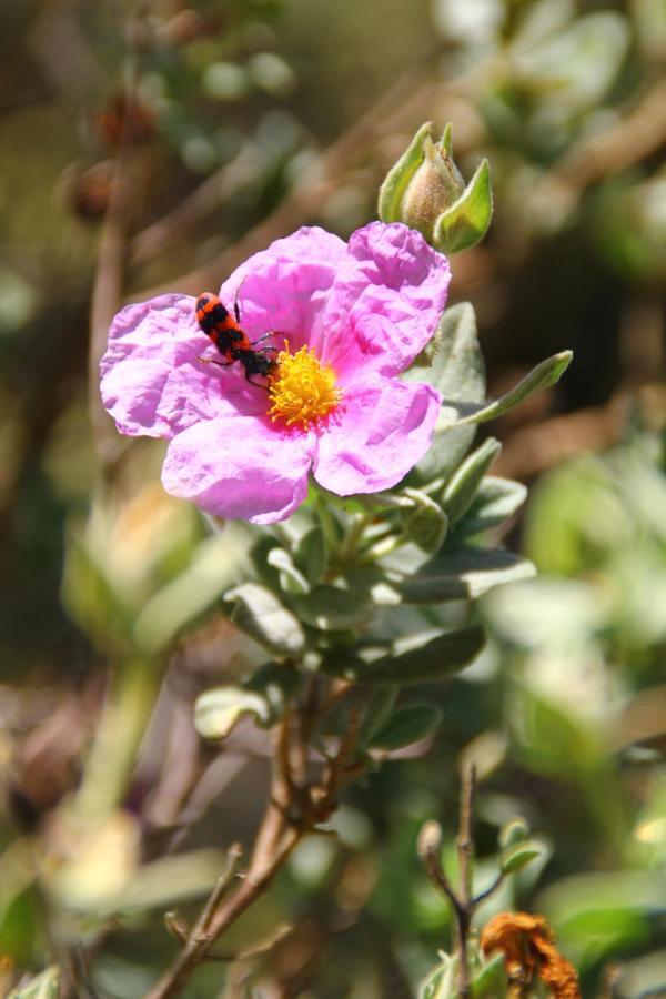 Case Natura Pontedassio Εξωτερικό φωτογραφία